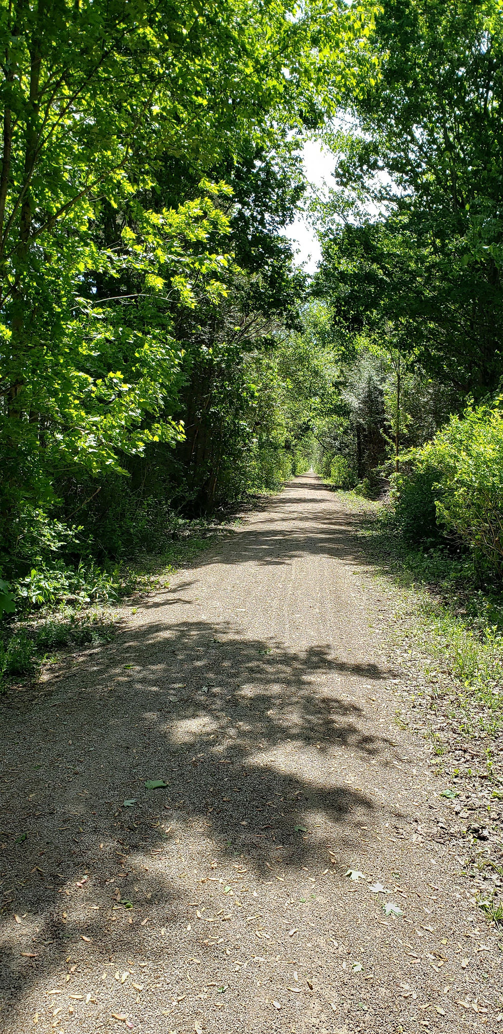 Tree lined hiking trail