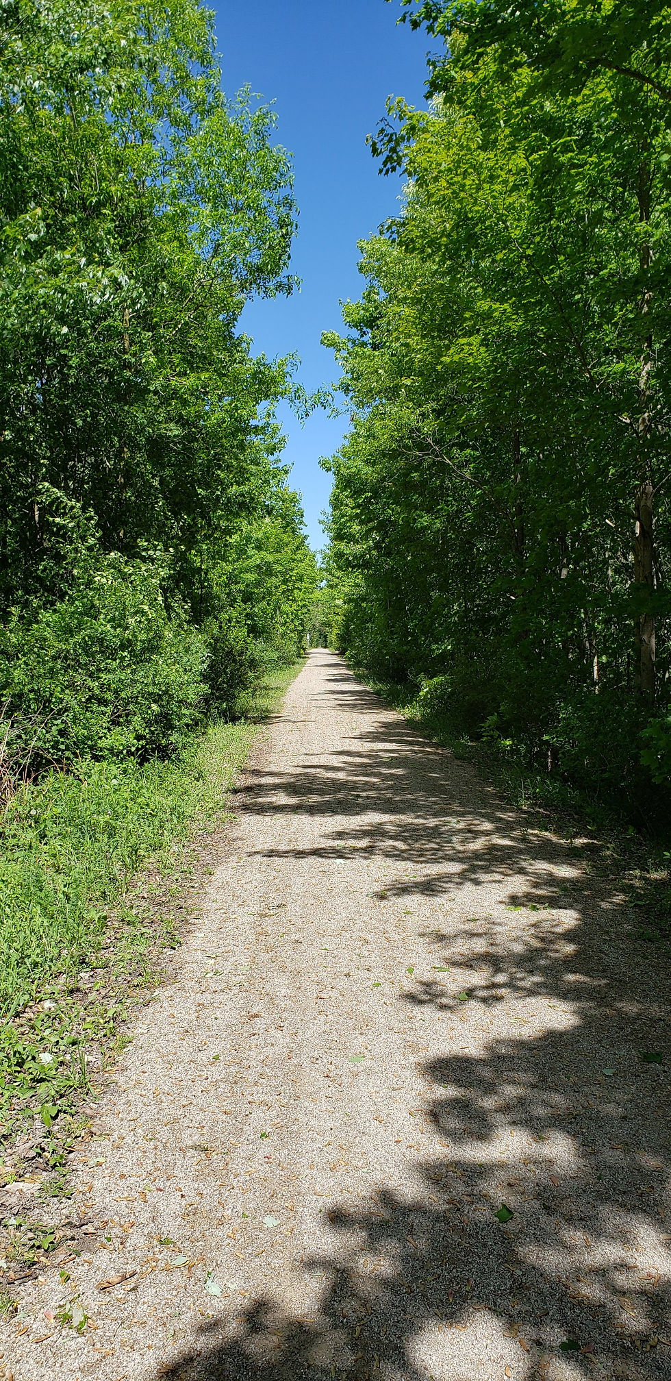 Tree lined hiking trail with shadows