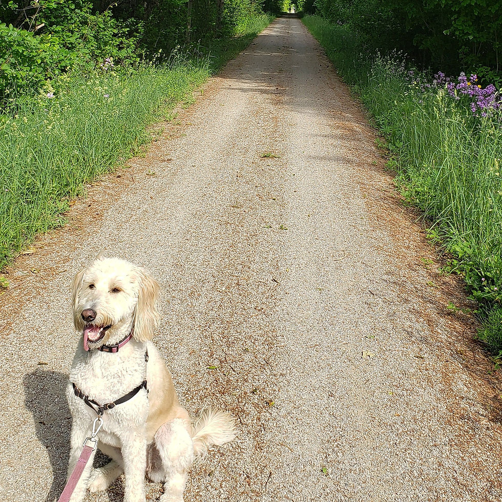 Labradoodle smiling on hiking trail with trees in the background