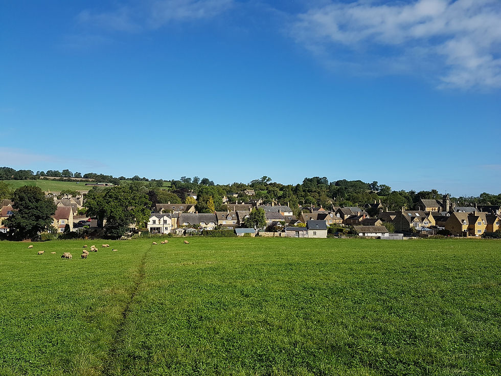 Sheep grazing behind houses