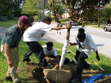 tree_planting3.gif