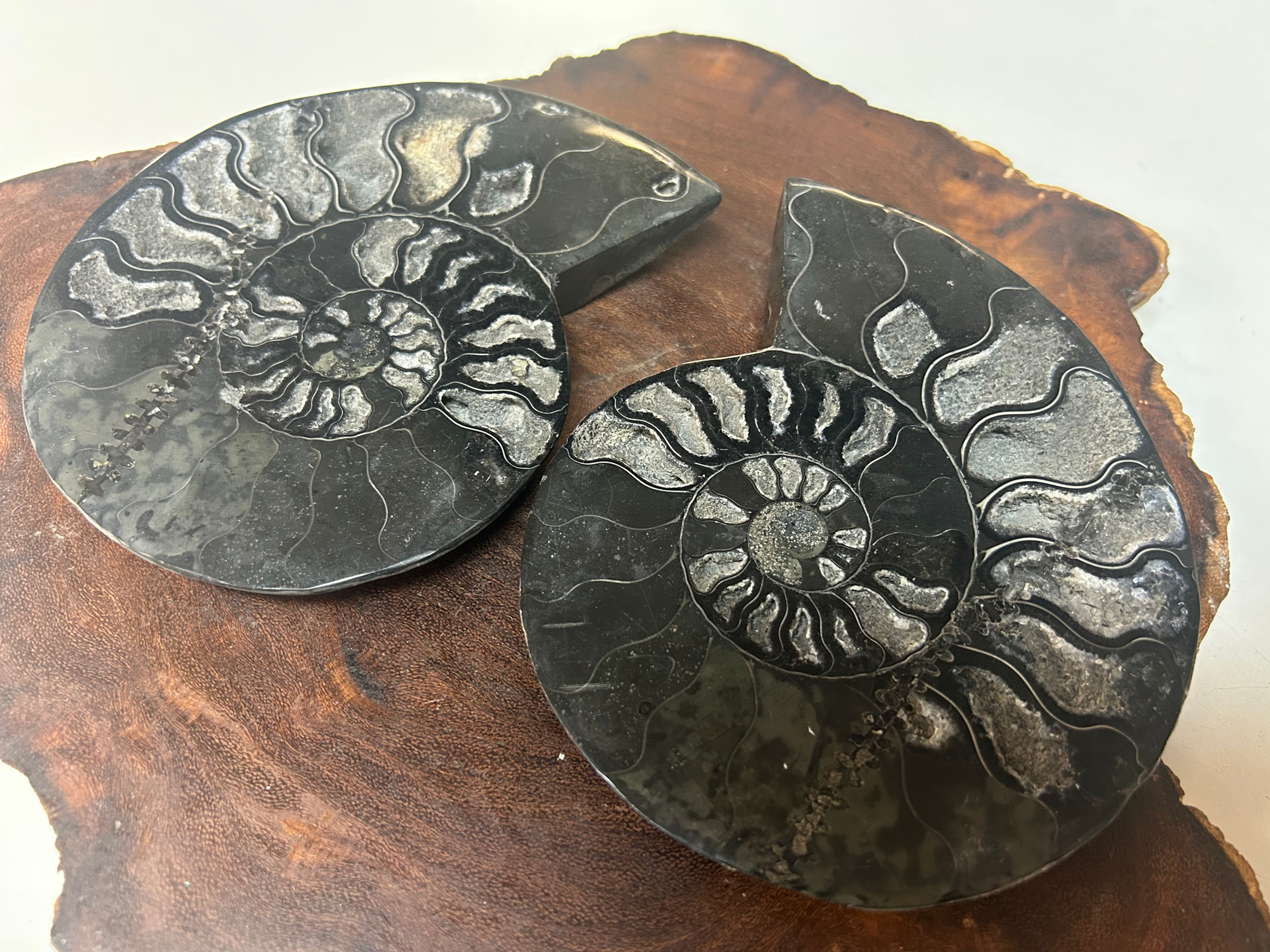 Black Ammonite Pair