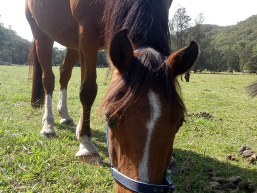 Why I don't punish horses for biting me