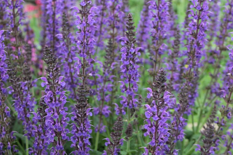purple salvia blooms in garden