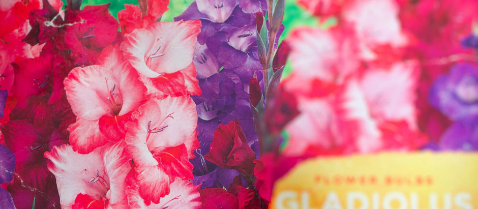 gladioli packaging. Image by Gwynne Middleton