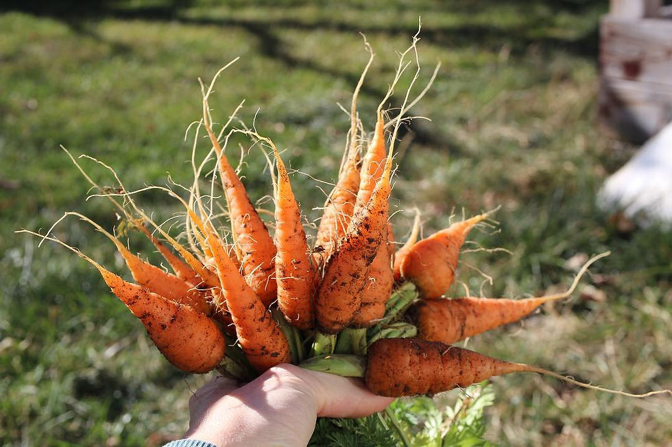 a bunch of freshly harvested carrots held by someone outdoors with blurred lawn as background