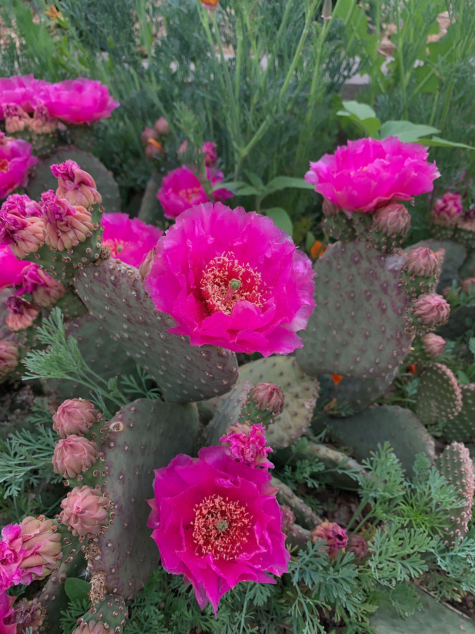 prickly pear with neon pink blooms surrounded by California poppy foliage