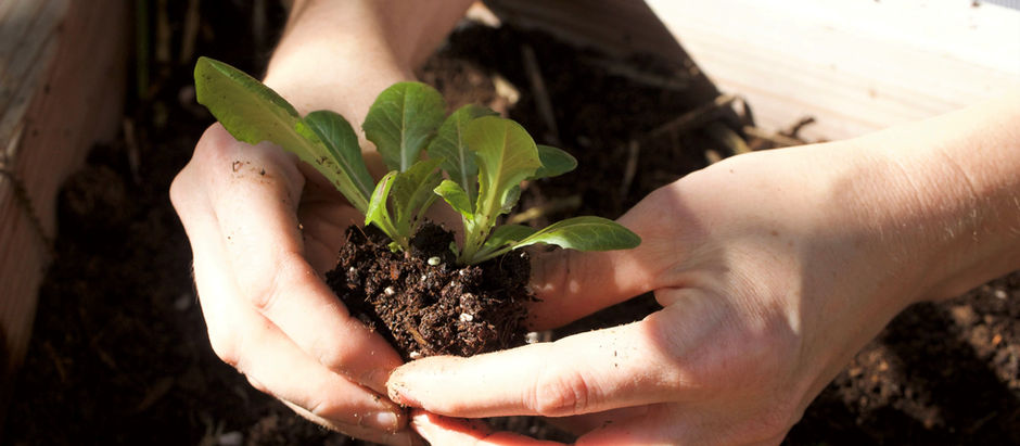 Make the Most of Colorado’s Short Growing Season With Garden Planning