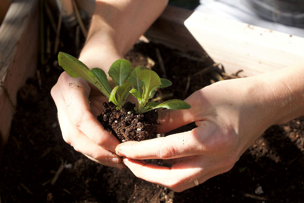 Make the Most of Colorado’s Short Growing Season With Garden Planning