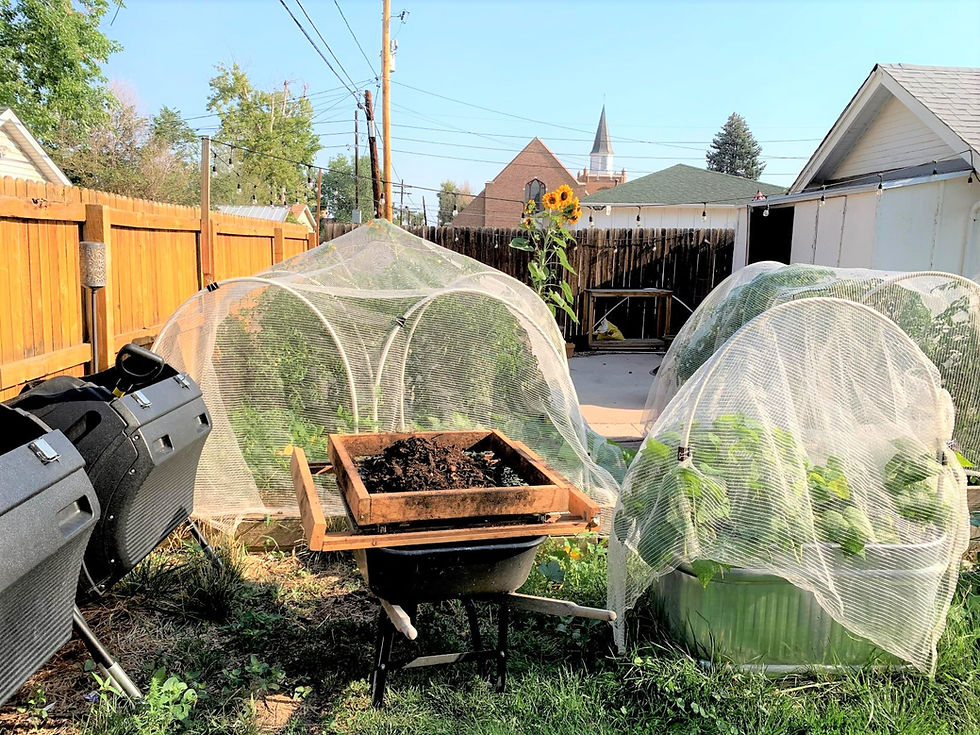 outdoors with black compost tumblers to left and compost sifter with raised beds covered with hail netting