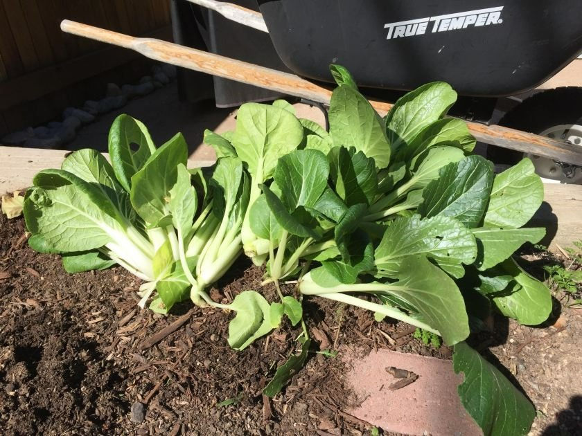 several heads of baby bok choy freshly harvested from garden bed and lying against dark garden soil