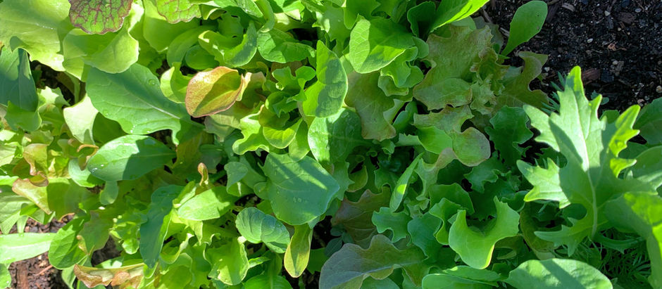 spring garden greens in a raised bed.