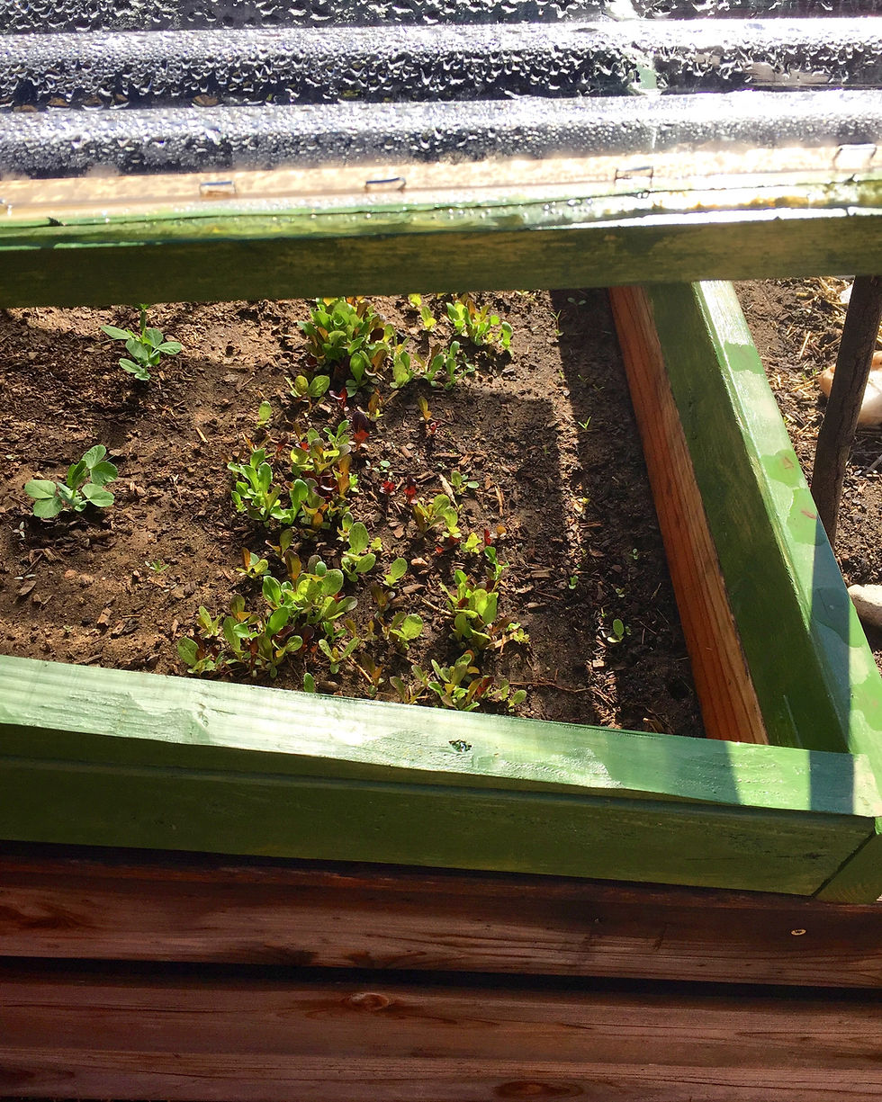 Cold frame structure set over a garden bed with sprouting lettuces.