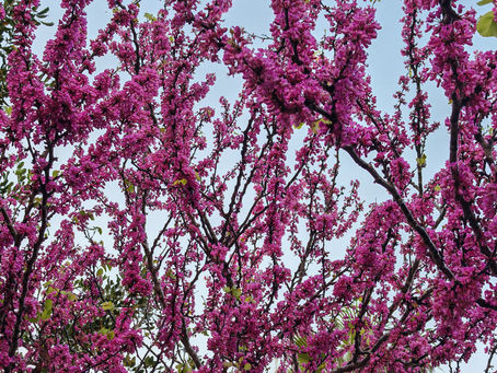 בין פחד וחרדה
