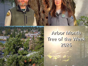History of "Peg Tree" in our Old Town Neighborhood 