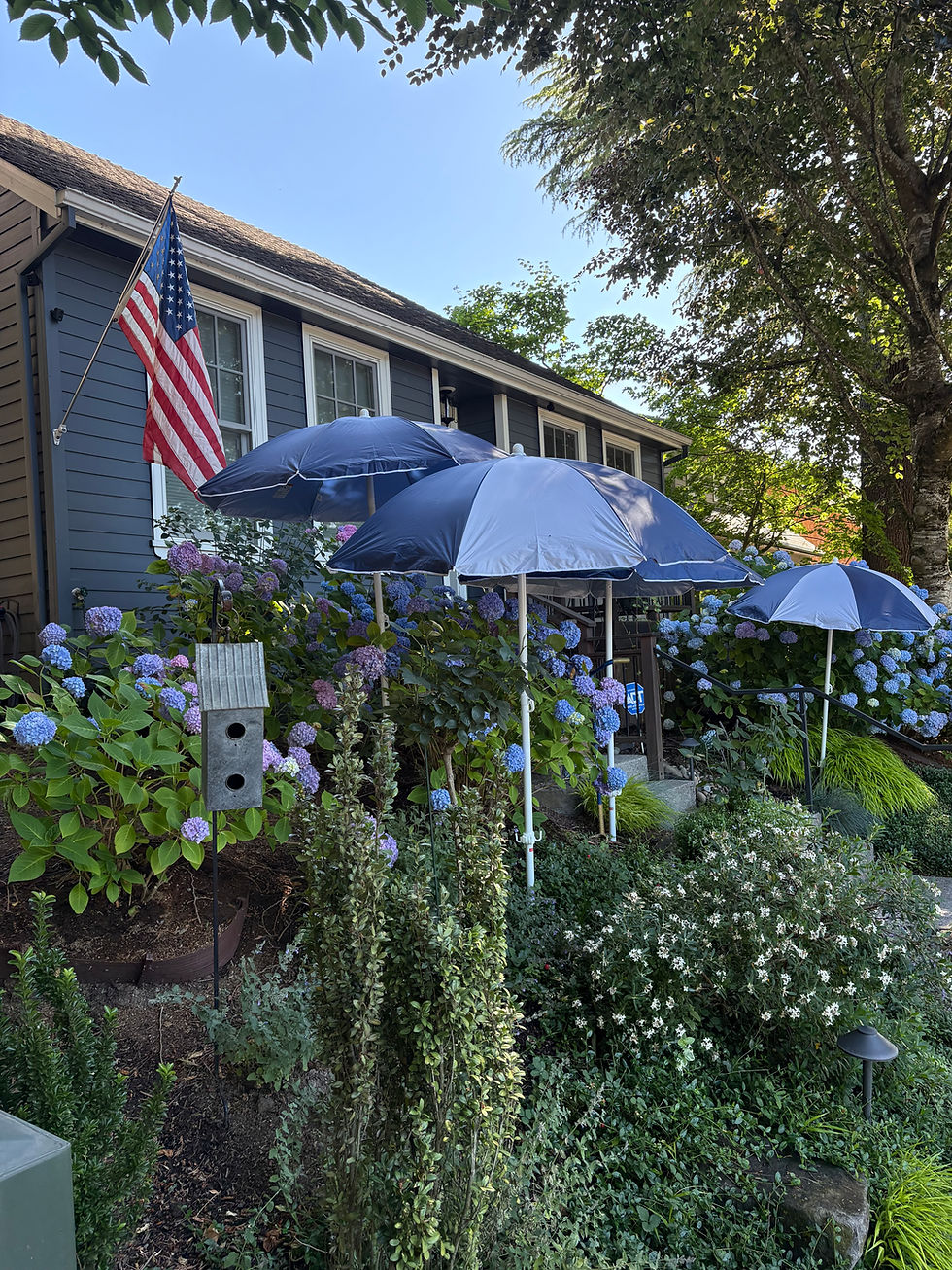 We call these beach umbrellas our "hydrangea hats"
