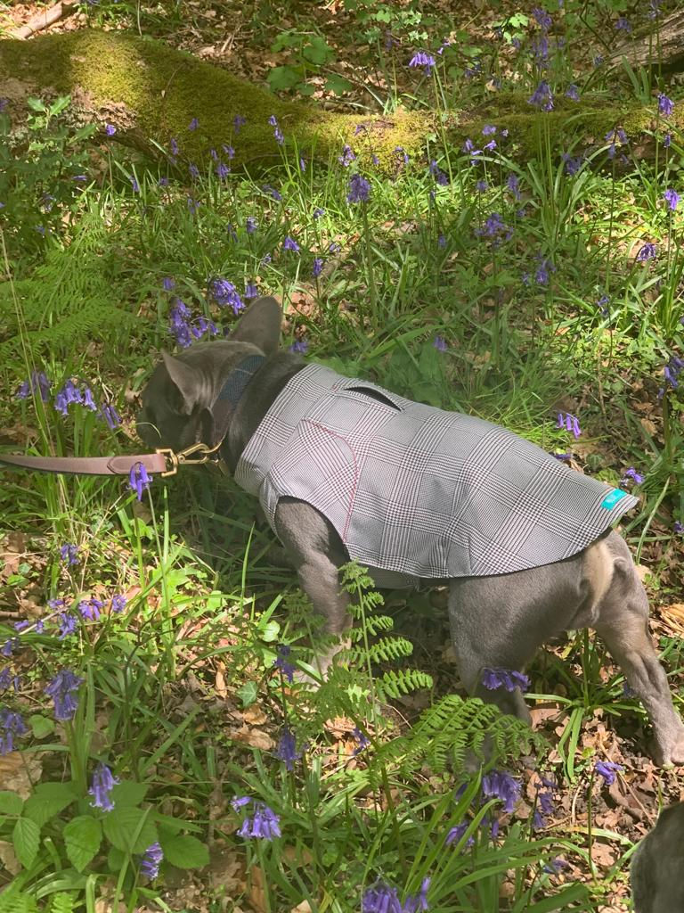 Thumbnail: French Bulldog City Coat