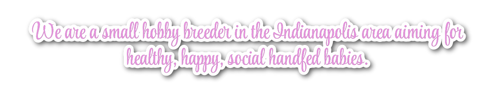 We are a small hobby breeder in the Indianapolis area aiming for healthy, happy, social ha