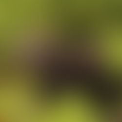 Galapagos: San Cristobal