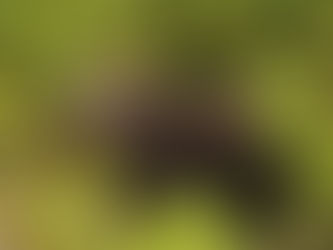 Galapagos: San Cristobal