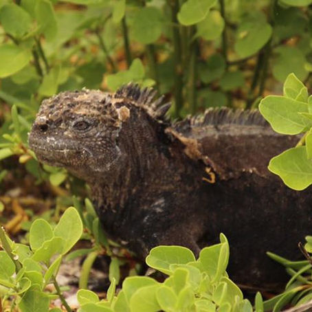 Galapagos: San Cristobal