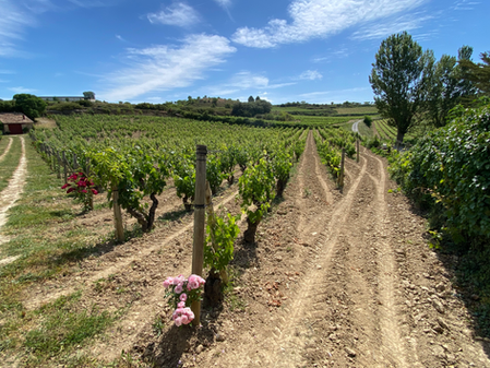 Artadi Wineries, return to Bilbao, and another Michelin experience