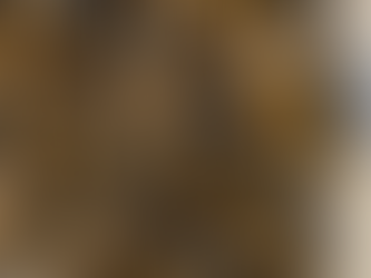 🐝 The Buzz That Changed Me: My First Beekeeping Experience