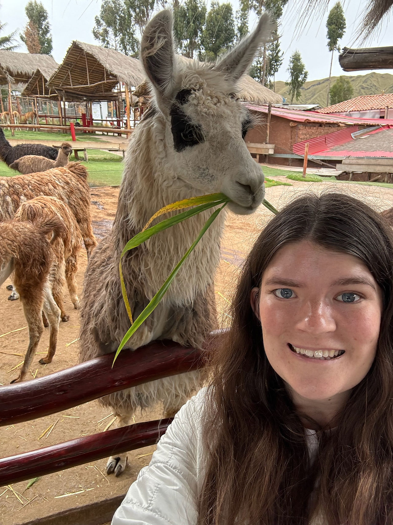 Selfies with llamas at Manos de la Comunidad in Cusco, Peru on the way to Machu Picchu