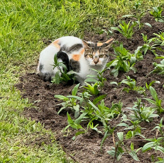 Scared cat in Park Kennedy