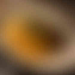 Grouper at Hot Tin Roof at Hot Tin Roof at Ocean Key in Key Wes