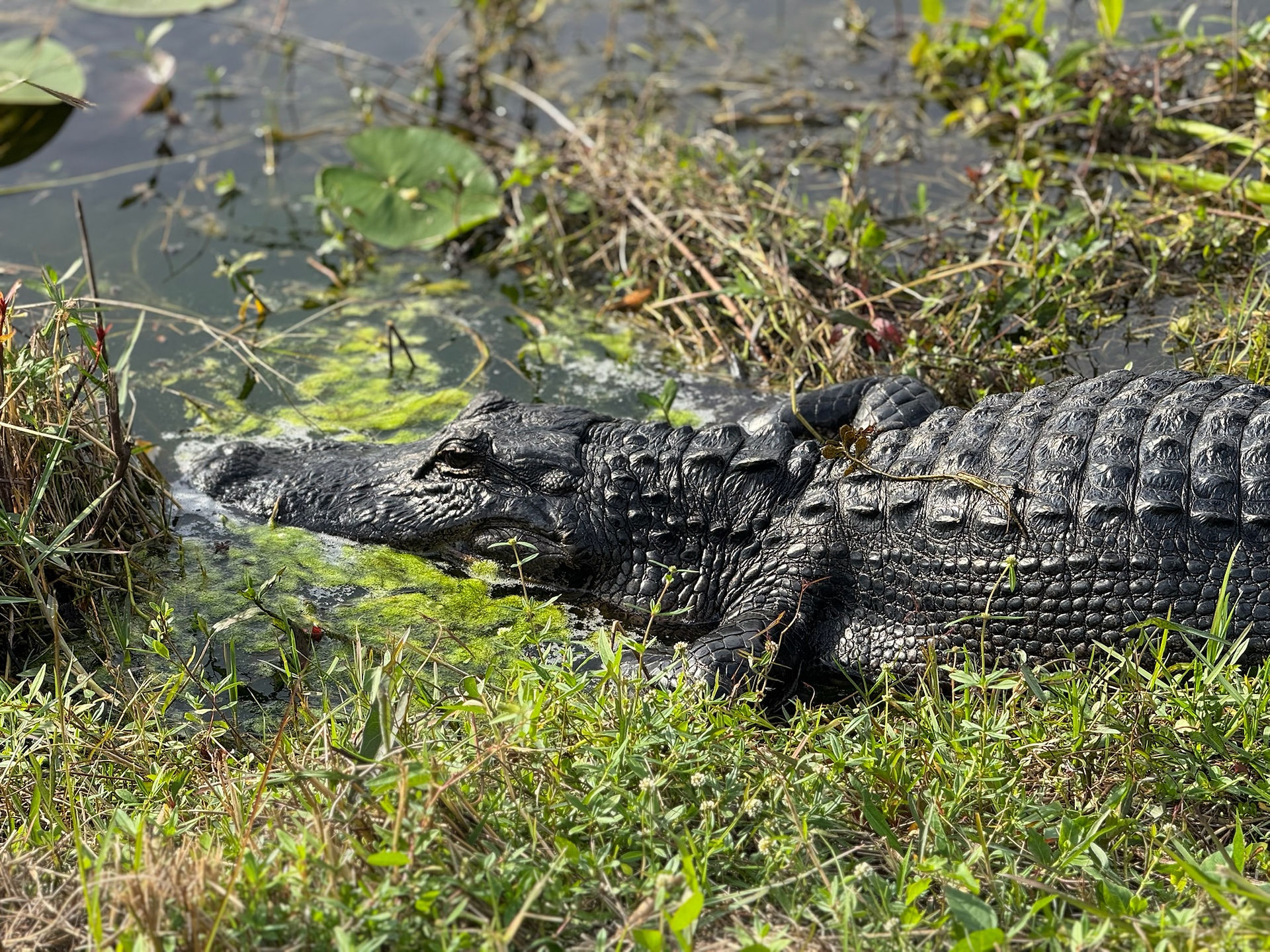 Up close and personal with alligators in Everglades National Park at Shark Valley Visitor Center