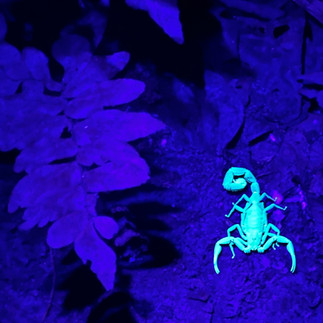 Scorpion under black light during bug walk excursion with Inkaterra Hacienda Concepcion