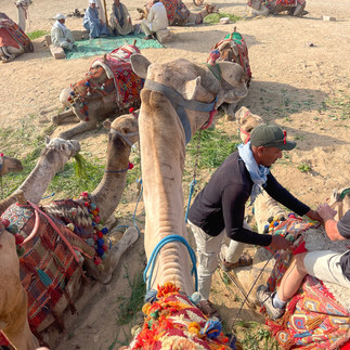 Photo of a camel taken from the viewpoint of a rider