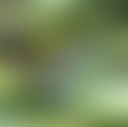 Baby gators spotted in Everglades National Park Shark Valley Tram Tours