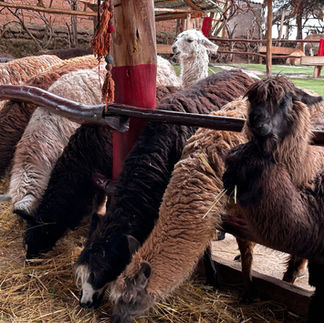 Family of llamas at Manos de la Comunidad in Cusco, Peru on the way to Machu Picchu