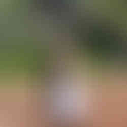 Visiting the Hemingway Home and Museum in Key West Florida