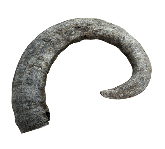 Jumbo Buffalo Horns