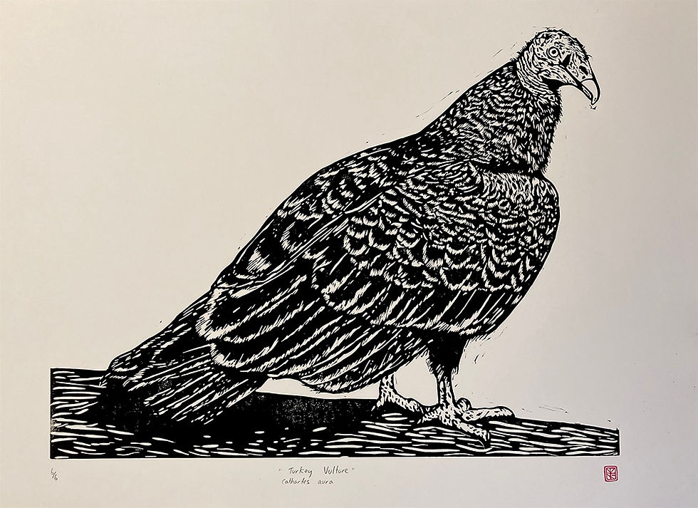 Thumbnail: Turkey Vulture
