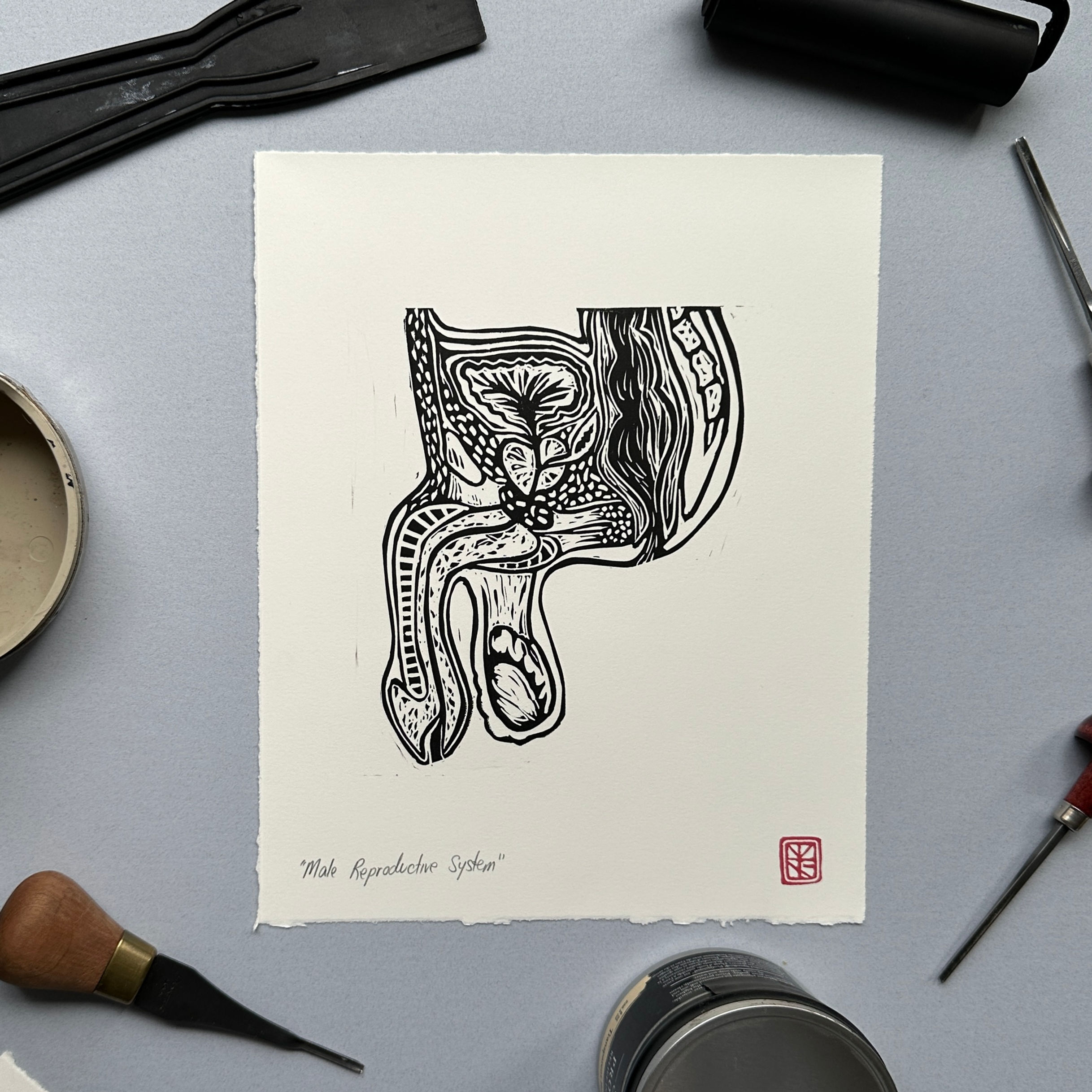 Male Reproductive System