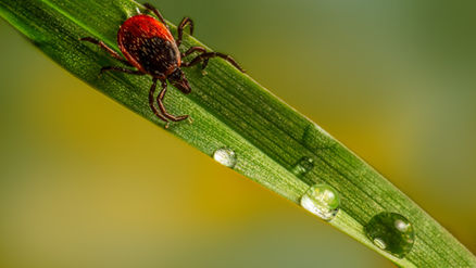 Bolerioza - podstępna choroba XXI wieku. Na te symptomy musisz zwrócić uwagę.