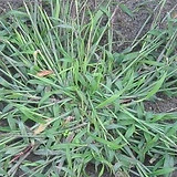 crabgrass_weeds.jpg