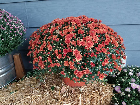 20190927_082027.jpg