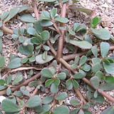 comm purslane.jpg