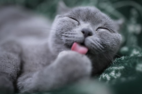 happycat1.jfif.jpg