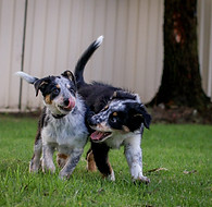 Queenie _ brother Frost puppies7.JPG