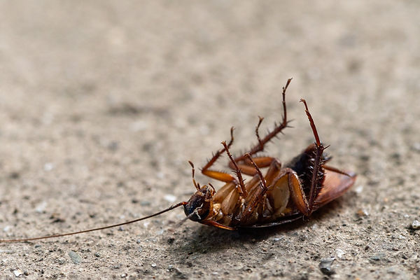 Dead cockroach