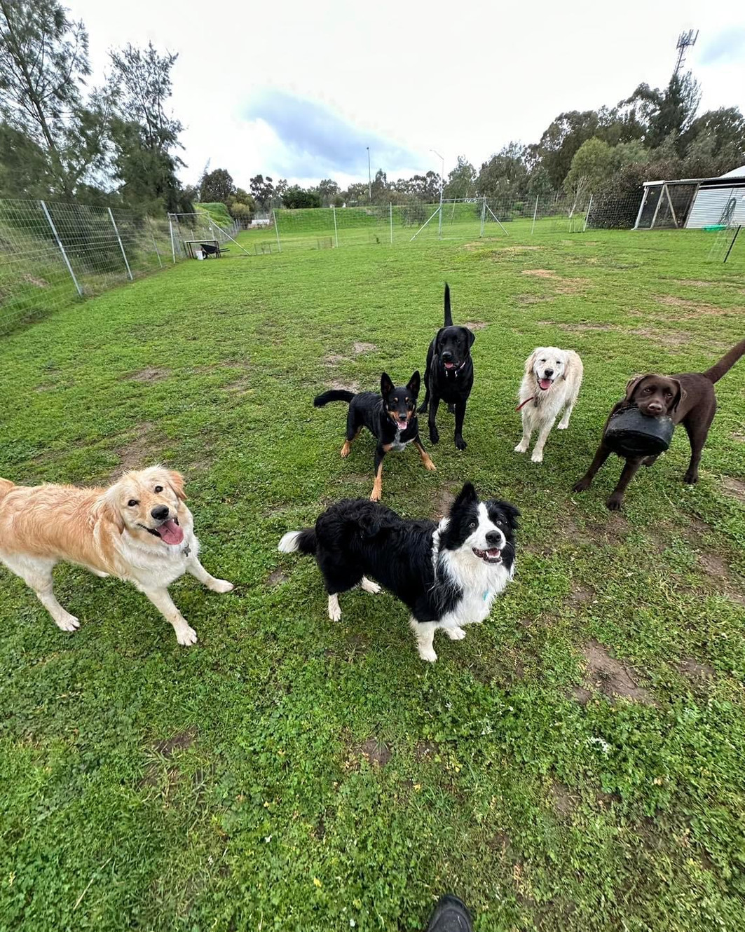 contact-us-reach-out-to-apple-street-kennels-in-perth-western-australia