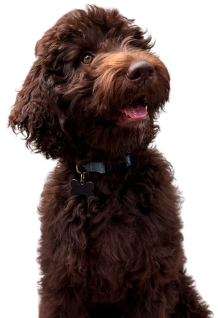 Image of Rowlf