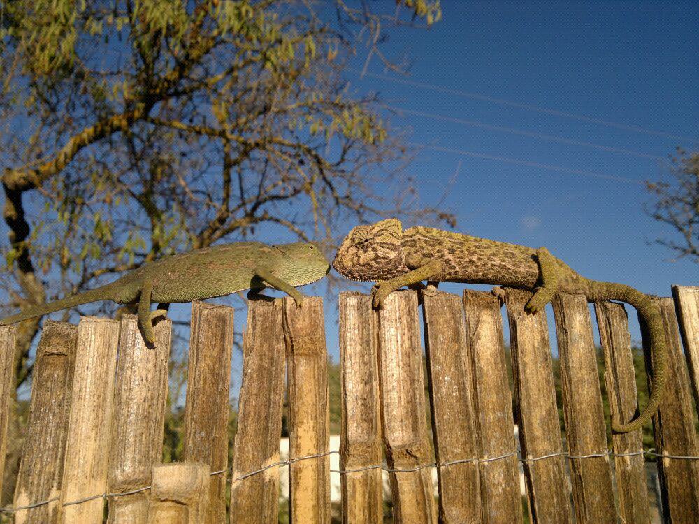 Fauna autóctona