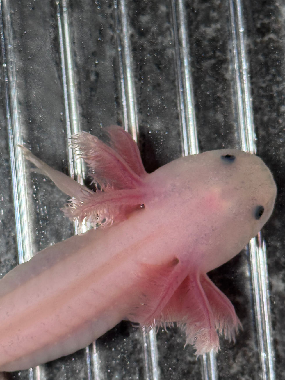 Thumbnail: "Wollaston" Leucistic Axolotl (DNA Confirmed Male)